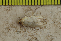 Clepsis divulsana