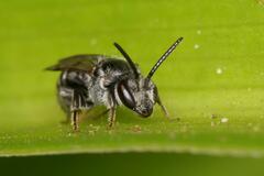Halictidae