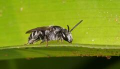 Halictidae