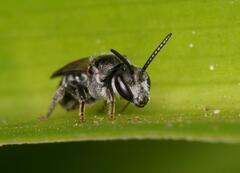 Halictidae
