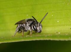Halictidae