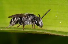 Halictidae