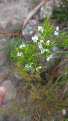 Diosma hirsuta