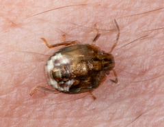 Dryadocoris apicalis