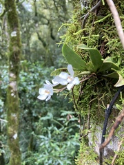 Sarcochilus falcatus