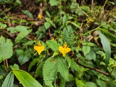 Impatiens ceratophora