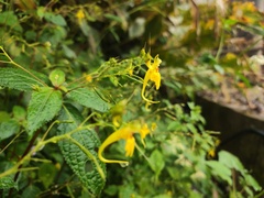 Impatiens ceratophora