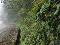 Impatiens ceratophora