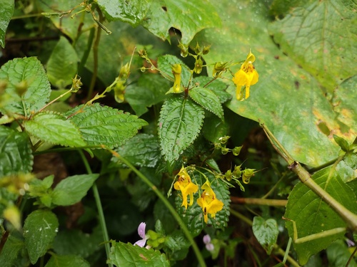 Impatiens ceratophora