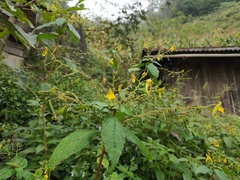 Impatiens ceratophora