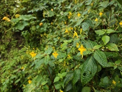 Impatiens ceratophora