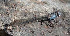 Argia funcki
