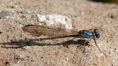 Argia funcki