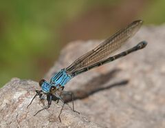 Argia funcki