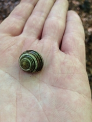 Cepaea hortensis