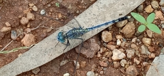Diplacodes trivialis