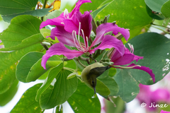 Aethopyga christinae