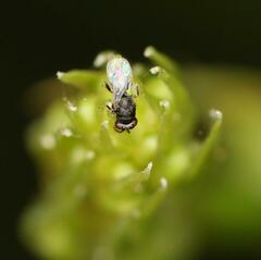 Eurytominae