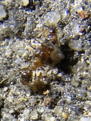 Pheidole dentata