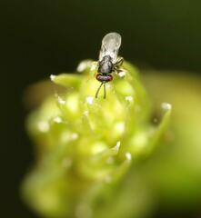 Eurytominae