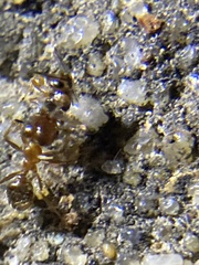 Pheidole dentata