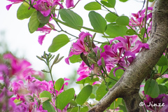 Aethopyga christinae