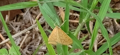 Lepidoptera