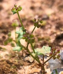 Hydrocotyle callicarpa