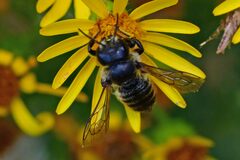 Megachile centuncularis
