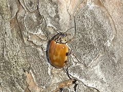 Harmonia quadripunctata