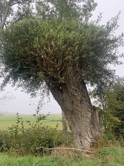 Salix alba