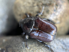 Protaetia oblonga