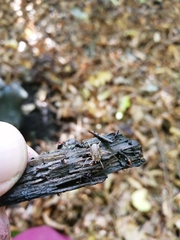 Oligolophinae