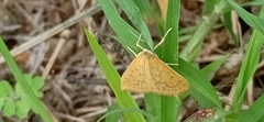 Lepidoptera