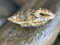 Cerithium vulgatum