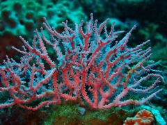 Melithaea