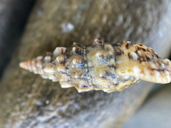 Cerithium vulgatum