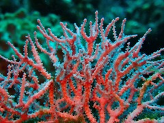 Melithaea