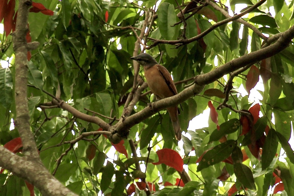 Central Melanesian Cicadabird photo