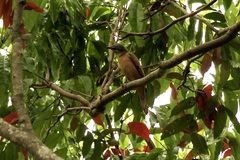 Edolisoma tenuirostre