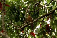 Edolisoma tenuirostre