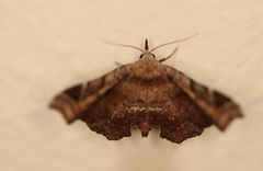 Esthlodora variabilis