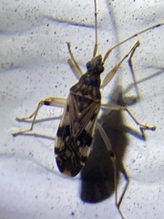 Ozophora picturata