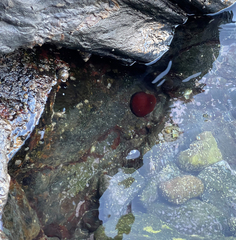 Actinia mediterranea