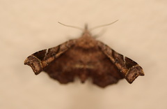 Esthlodora variabilis