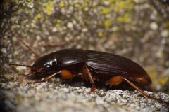 Harpalina