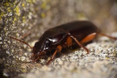 Harpalina