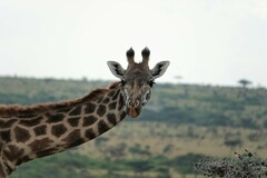 Giraffa camelopardalis tippelskirchi