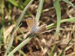 Theclinesthes serpentata