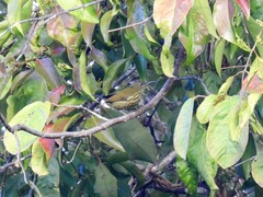 Kurochkinegramma hypogrammicum